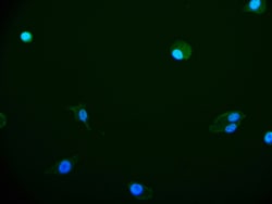 Invitrogen HIF1AN Recombinant Rabbit Monoclonal Antibody (12F11) 100 &mu;L;