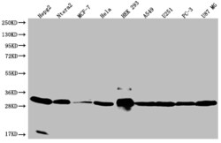 Invitrogen BAP31 Recombinant Rabbit Monoclonal Antibody (12G12) 100 &mu;L;