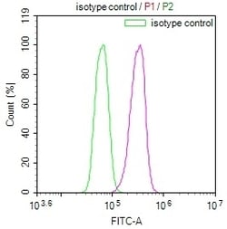 Invitrogen SENP1 Recombinant Rabbit Monoclonal Antibody (25H2) 100 &mu;L;