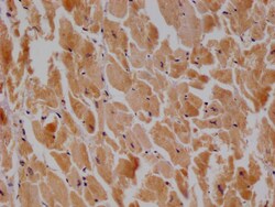 Invitrogen FIS1 Recombinant Rabbit Monoclonal Antibody (27B4) 100 &mu;L;