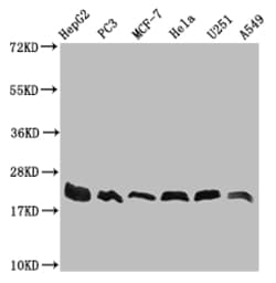 Invitrogen FIS1 Recombinant Rabbit Monoclonal Antibody (27B4) 100 &mu;L;