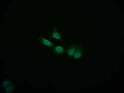 Invitrogen COPS3 Recombinant Rabbit Monoclonal Antibody (3F9) 100 &mu;L;