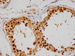 Invitrogen COPS3 Recombinant Rabbit Monoclonal Antibody (3F9) 100 &mu;L;