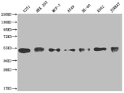 Invitrogen COPS3 Recombinant Rabbit Monoclonal Antibody (3F9) 100 &mu;L;