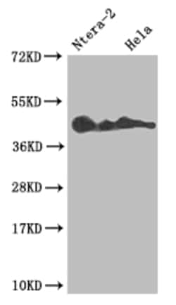 Invitrogen LEFTY2 Recombinant Rabbit Monoclonal Antibody (10G2) 100 &mu;L;