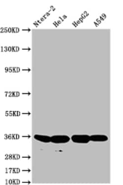 Invitrogen FGF19 Recombinant Rabbit Monoclonal Antibody (11H3) 100 &mu;L | Buy Online | Invitrogen&trade; | Fisher Scientific