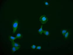 Invitrogen HDJ2 Recombinant Rabbit Monoclonal Antibody (23C6) 100 &mu;L;