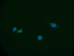 Invitrogen ASK Recombinant Rabbit Monoclonal Antibody (24D8) 100 &mu;L;