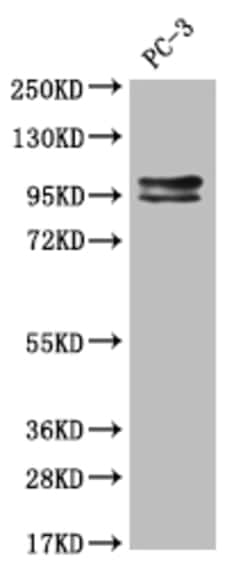 Invitrogen KAP3 Recombinant Rabbit Monoclonal Antibody (28E9) 100 &mu;L;