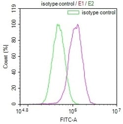 JNK3 Recombinant Rabbit Monoclonal Antibody (29E10):Antibodies, Recombinant