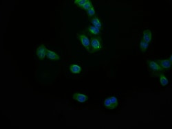 JNK3 Recombinant Rabbit Monoclonal Antibody (29E10):Antibodies, Recombinant