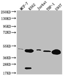 Invitrogen HMBS Recombinant Rabbit Monoclonal Antibody (8G12) 100 &mu;L;