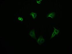 Invitrogen FADS1 Recombinant Rabbit Monoclonal Antibody (7A10) 100 &mu;L;