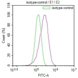 Invitrogen NUDT5 Recombinant Rabbit Monoclonal Antibody (10D2) 100 &mu;L;