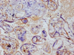 Invitrogen Thrombomodulin Recombinant Rabbit Monoclonal Antibody (15C7)