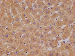 Invitrogen HGD Recombinant Rabbit Monoclonal Antibody (20D12) 100 &mu;L;