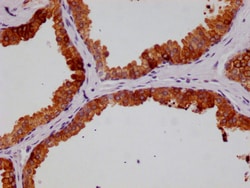 Invitrogen HGD Recombinant Rabbit Monoclonal Antibody (20D12) 100 &mu;L;