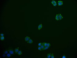 Invitrogen RGS6 Recombinant Rabbit Monoclonal Antibody (12H5) 100 &mu;L;