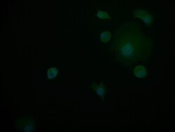 Invitrogen PIN4 Recombinant Rabbit Monoclonal Antibody (14A7) 100 &mu;L;