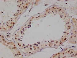 Invitrogen PIN4 Recombinant Rabbit Monoclonal Antibody (14A7) 100 &mu;L;