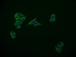Invitrogen MAS1L Recombinant Rabbit Monoclonal Antibody (15B8) 100 &mu;L;