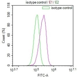 Invitrogen GALT Recombinant Rabbit Monoclonal Antibody (19E1) 100 &mu;L;