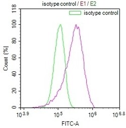 Invitrogen NTHL1 Recombinant Rabbit Monoclonal Antibody (22H10) 100 &mu;L;