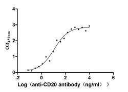 Invitrogen CD20 Recombinant Human Monoclonal Antibody (5D4) 100 &mu;L;