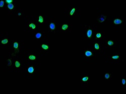 Invitrogen H3K9me1 Recombinant Rabbit Monoclonal Antibody (13E1) 100 &mu;L;