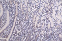 Invitrogen Formyl-Histone H3 (Lys122) Recombinant Rabbit Monoclonal Antibody