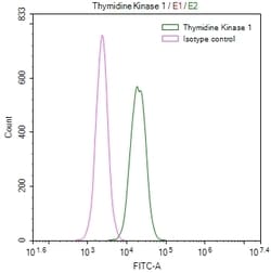 Invitrogen TK1 Recombinant Rabbit Monoclonal Antibody (6F6) 100 &mu;L;