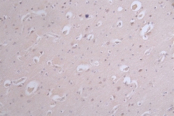 Invitrogen Phospho-Tau (Ser214) Recombinant Rabbit Monoclonal Antibody
