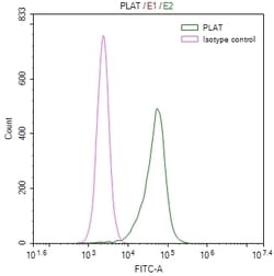 tPA Recombinant Rabbit Monoclonal Antibody (32B1), Invitrogen 100 &mu;L;