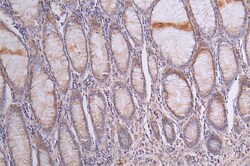 Invitrogen SIRP alpha Recombinant Rabbit Monoclonal Antibody (3C3) 100