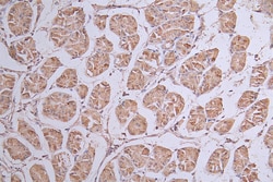 Invitrogen SIRP alpha Recombinant Rabbit Monoclonal Antibody (3C3) 100