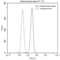 Invitrogen alpha Galactosidase Recombinant Rabbit Monoclonal Antibody (30H11) 100 &mu;L | Buy Online | Invitrogen&trade; | Fisher Scientific