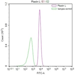 Invitrogen L-Plastin Recombinant Rabbit Monoclonal Antibody (29G10) 100 &mu;L | Buy Online | Invitrogen&trade; | Fisher Scientific