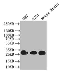 Invitrogen BDNF Recombinant Rabbit Monoclonal Antibody (1A1) 100 &mu;L;