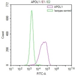 Invitrogen Apolipoprotein L1 Recombinant Rabbit Monoclonal Antibody (32H8)