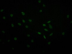 Invitrogen USP22 Recombinant Rabbit Monoclonal Antibody (18E3) 100 &mu;L;