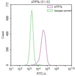 Invitrogen ATP7B Recombinant Rabbit Monoclonal Antibody (36D12) 100 &mu;L;