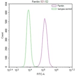 Invitrogen Ferritin Heavy Chain Recombinant Rabbit Monoclonal Antibody
