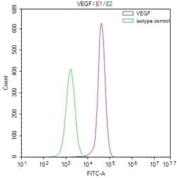 Invitrogen VEGF Receptor 1 Recombinant Rabbit Monoclonal Antibody (40H4)
