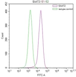 Invitrogen GLT-1 Recombinant Rabbit Monoclonal Antibody (28F9) 100 &mu;L;