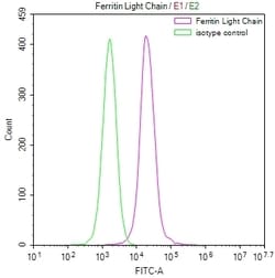 Invitrogen Ferritin Light Chain Recombinant Rabbit Monoclonal Antibody