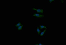 Invitrogen Themis Recombinant Rabbit Monoclonal Antibody (7G7) 100 &mu;L;