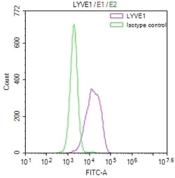 Invitrogen LYVE1 Recombinant Rabbit Monoclonal Antibody (11C11) 100 &mu;L;