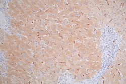 Invitrogen MICA Recombinant Rabbit Monoclonal Antibody (9F1) 100 &mu;L;