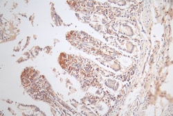 Invitrogen MICA Recombinant Rabbit Monoclonal Antibody (9F1) 100 &mu;L;