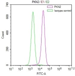 Invitrogen PKN2 Recombinant Rabbit Monoclonal Antibody (11H3) 100 &mu;L;